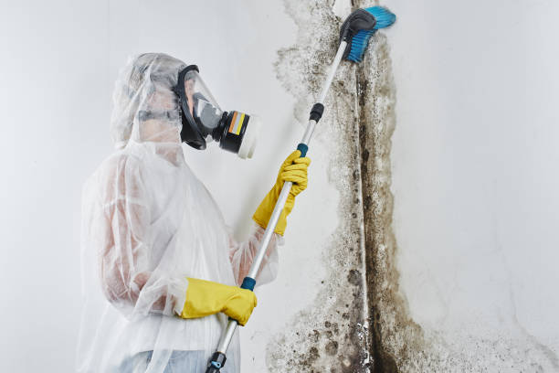 Best Industrial Mold Remediation in Malmstrom Af, MT