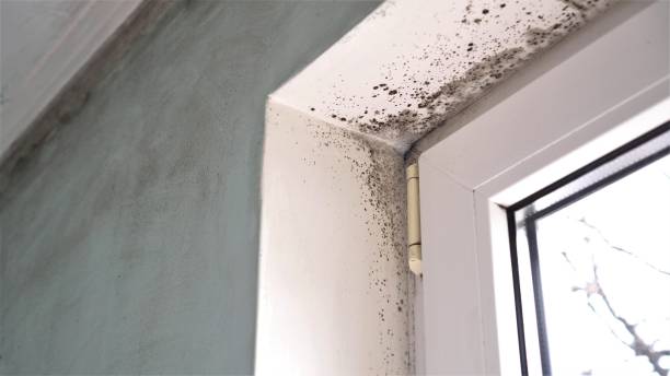 Best HVAC Mold Remediation in Malmstrom Af, MT