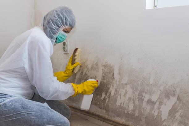 Best Post-Flood Mold Remediation in Malmstrom Af, MT