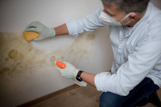 Best Insurance-Related Mold Remediation in Malmstrom Af, MT