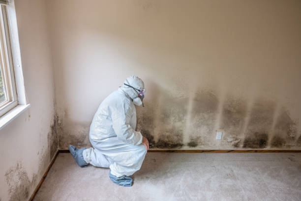 Professional Mold Remediation in Malmstrom Af, MT