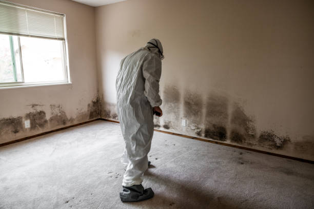 Best Attic Mold Remediation in Malmstrom Af, MT