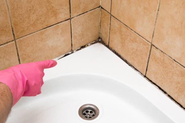 Best Basement Mold Remediation in Malmstrom Af, MT